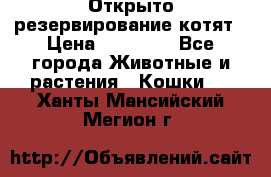 Открыто резервирование котят › Цена ­ 15 000 - Все города Животные и растения » Кошки   . Ханты-Мансийский,Мегион г.